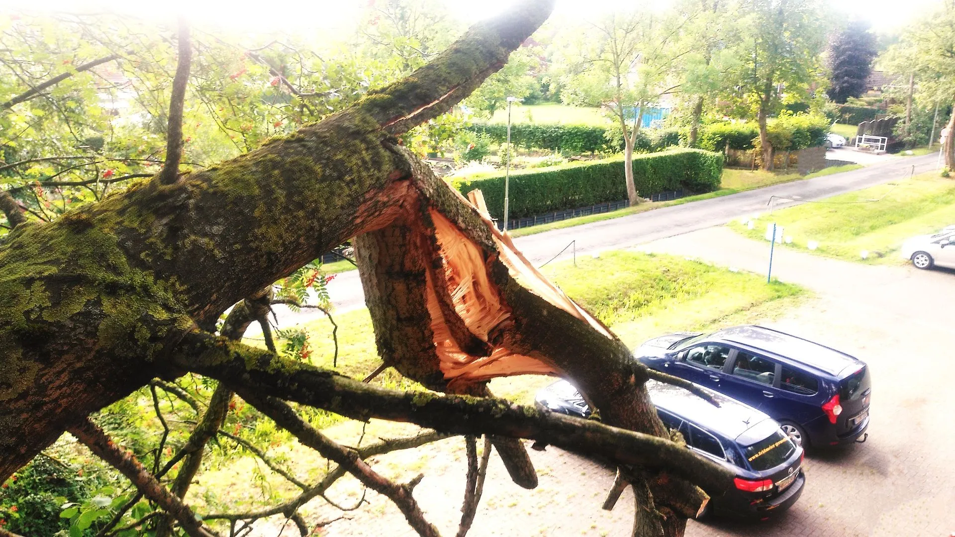 Baum